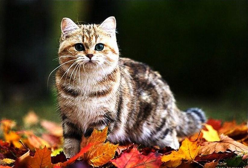 Adorable Cat on Autumn Leaves - diamond-painting-bliss.myshopify.com
