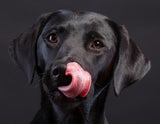 Amazing Black Labrador Retriever - diamond-painting-bliss.myshopify.com