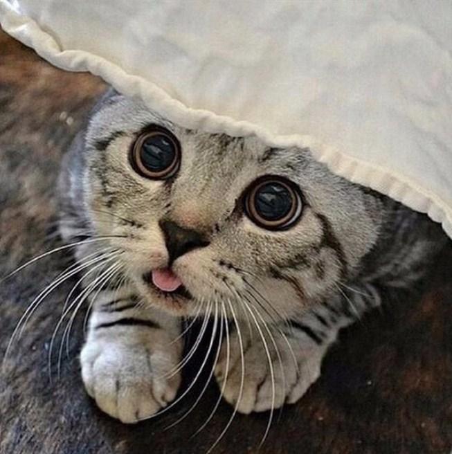 American Short hair Cat Diamond Painting - diamond-painting-bliss.myshopify.com