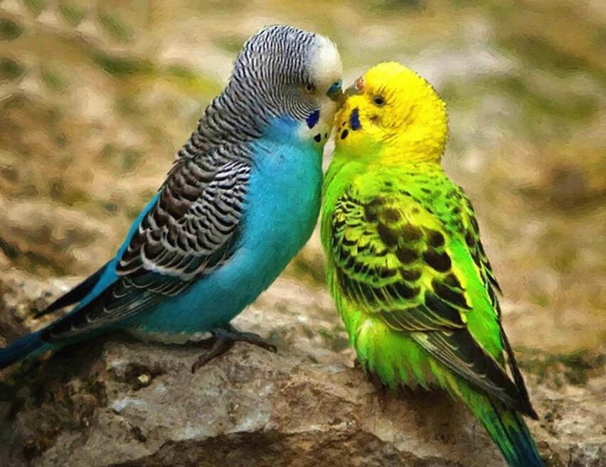Australian Parrots Diamond Painting - diamond-painting-bliss.myshopify.com