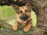 Baby German Shepherd on the Tree - diamond-painting-bliss.myshopify.com