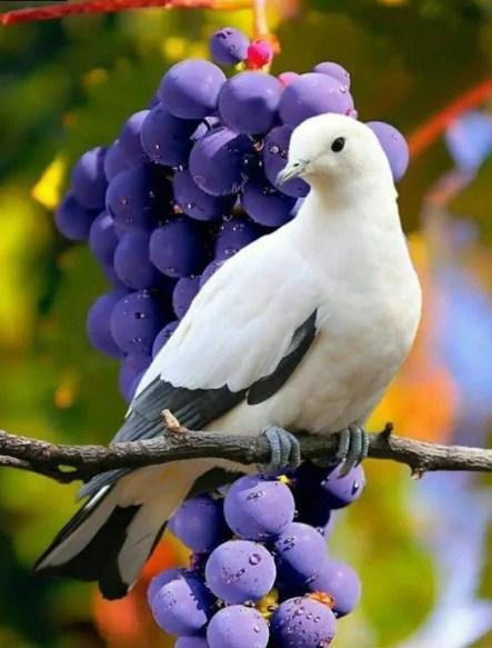 Beautiful Dove & Bunch of Grapes - diamond-painting-bliss.myshopify.com