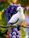 Beautiful Dove & Bunch of Grapes - diamond-painting-bliss.myshopify.com