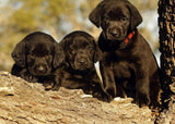 Black Labrador Retriever Puppies - diamond-painting-bliss.myshopify.com