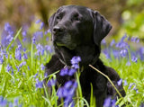 Black Labrador in Green Fields - diamond-painting-bliss.myshopify.com