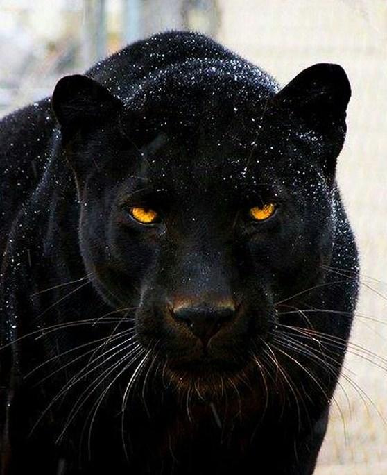 Black Panther DIY Painting Kit - diamond-painting-bliss.myshopify.com