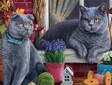 British Short Hair Cats - Diamond Painting Kit - diamond-painting-bliss.myshopify.com