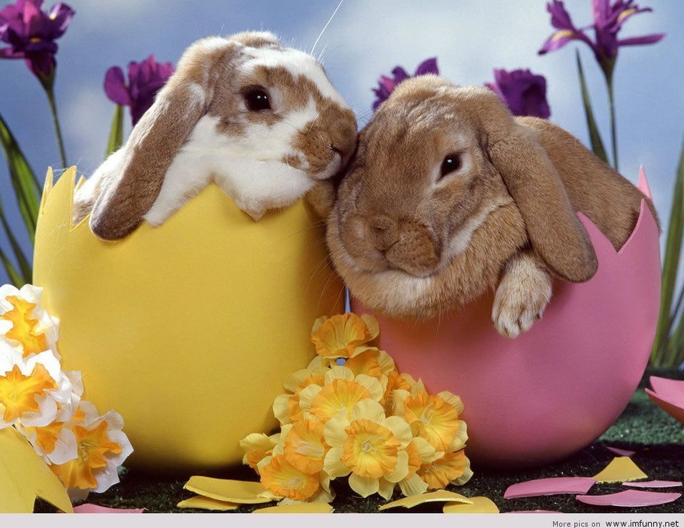 Bunnies in Easter Eggs - diamond-painting-bliss.myshopify.com