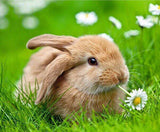 Bunny with Flower - diamond-painting-bliss.myshopify.com