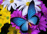 Butterfly Full Drill Painting Kit - diamond-painting-bliss.myshopify.com