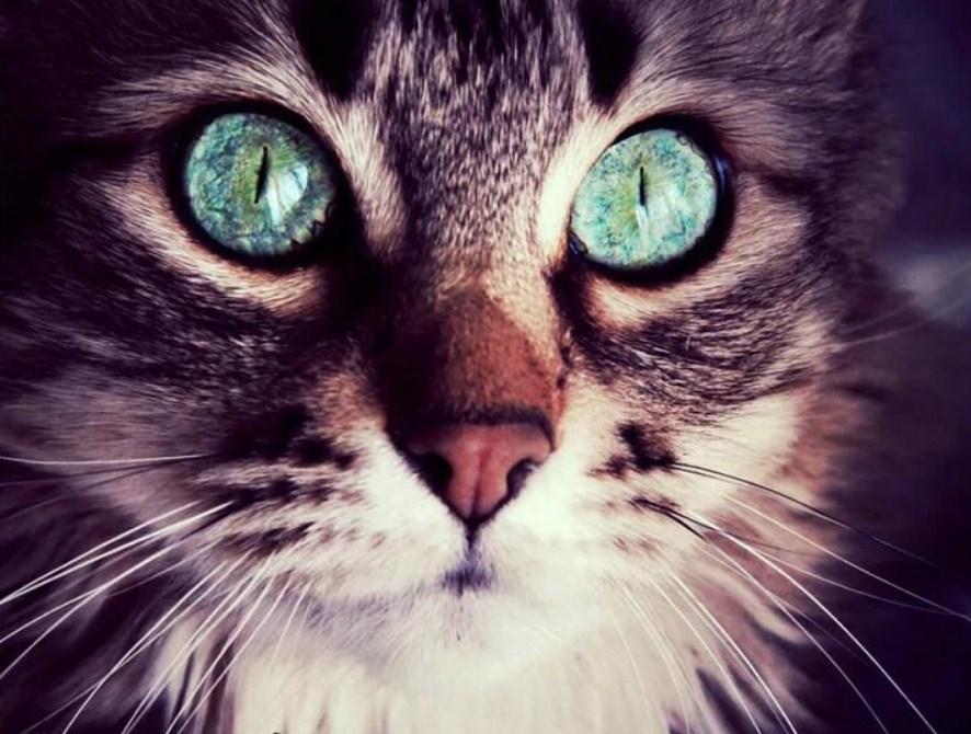 Cat with Turquoise Eyes - diamond-painting-bliss.myshopify.com