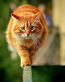 Chubby Cat Diamond Painting Kit - diamond-painting-bliss.myshopify.com