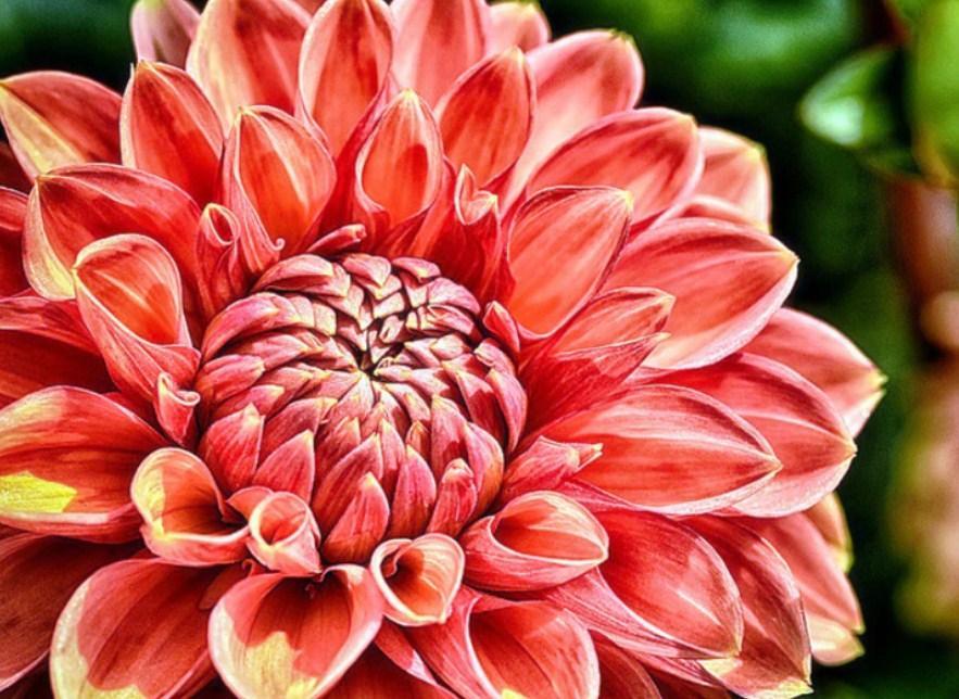 Close up Dahlia Flower Diamond Painting - diamond-painting-bliss.myshopify.com