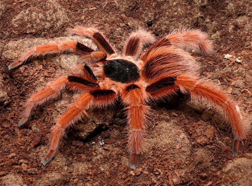 Colombian Giant Red Leg Tarantula - diamond-painting-bliss.myshopify.com