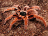 Colombian Giant Red Leg Tarantula - diamond-painting-bliss.myshopify.com