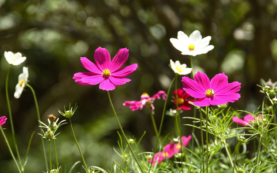 Cosmos Flowers Diamond Painting Kit - diamond-painting-bliss.myshopify.com