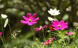 Cosmos Flowers Diamond Painting Kit - diamond-painting-bliss.myshopify.com