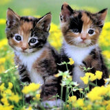 Cute Calico Kittens Diamond Painting - diamond-painting-bliss.myshopify.com