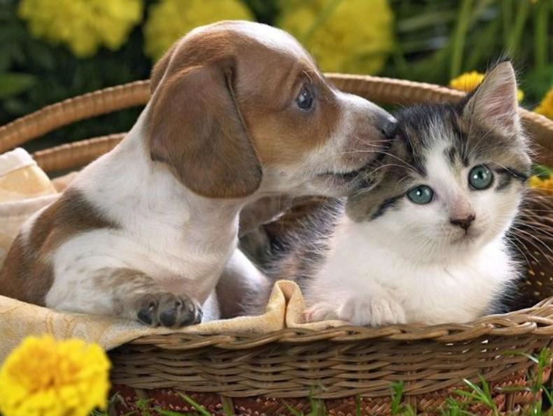 Cute Friendship - Diamond Painting Kit - diamond-painting-bliss.myshopify.com