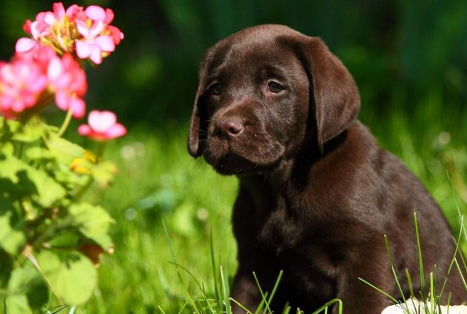 Cute Labrador Retriever Puppy - diamond-painting-bliss.myshopify.com