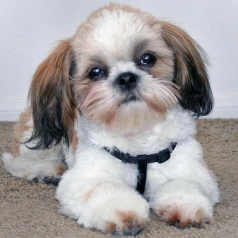 Cute Puppy Diamond Painting - diamond-painting-bliss.myshopify.com