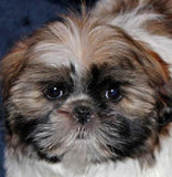 Cute Shih Tzu Dog Diamond Painting - diamond-painting-bliss.myshopify.com