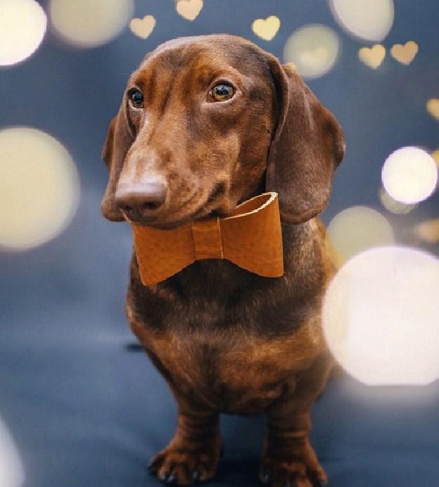 Dachshund with a Bow Tie - diamond-painting-bliss.myshopify.com