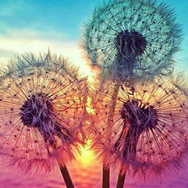 Dandelions Diamond Painting Kit - diamond-painting-bliss.myshopify.com