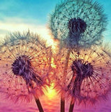 Dandelions Diamond Painting Kit - diamond-painting-bliss.myshopify.com