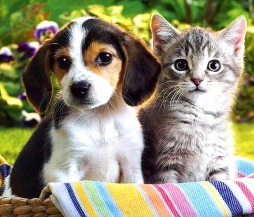 Dog & Cat Diamond Painting Kit - diamond-painting-bliss.myshopify.com