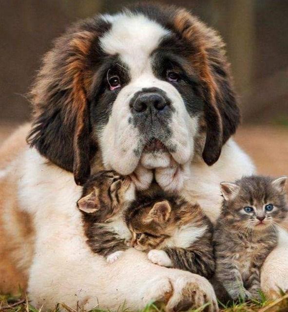 Dog with Three Kittens - diamond-painting-bliss.myshopify.com