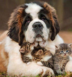 Dog with Three Kittens - diamond-painting-bliss.myshopify.com
