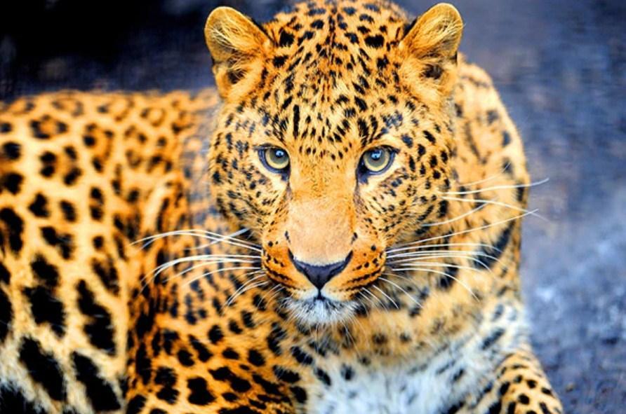 Enchanting Leopard- Diamond Painting Kit - diamond-painting-bliss.myshopify.com