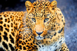 Enchanting Leopard- Diamond Painting Kit - diamond-painting-bliss.myshopify.com