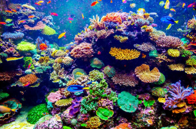Fish & Coral Reef Diamond Painting - diamond-painting-bliss.myshopify.com