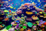 Fish & Coral Reef Diamond Painting - diamond-painting-bliss.myshopify.com