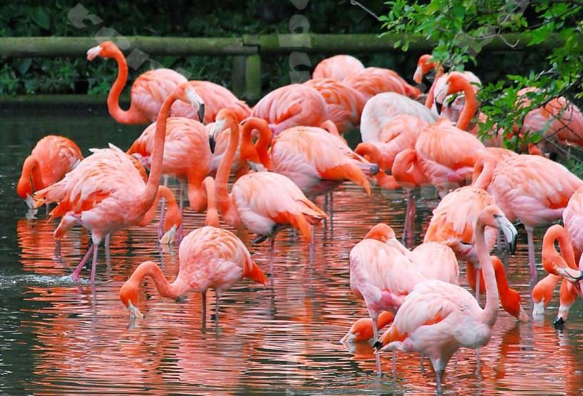Flamingos Kingdom - Diamond Painting Kit - diamond-painting-bliss.myshopify.com