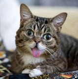 Funny Cat with Tongue out - diamond-painting-bliss.myshopify.com