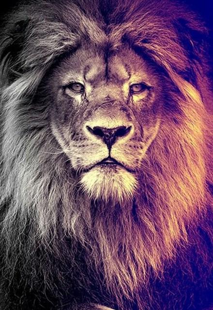 Gazing Lion - Paint by Diamonds - diamond-painting-bliss.myshopify.com