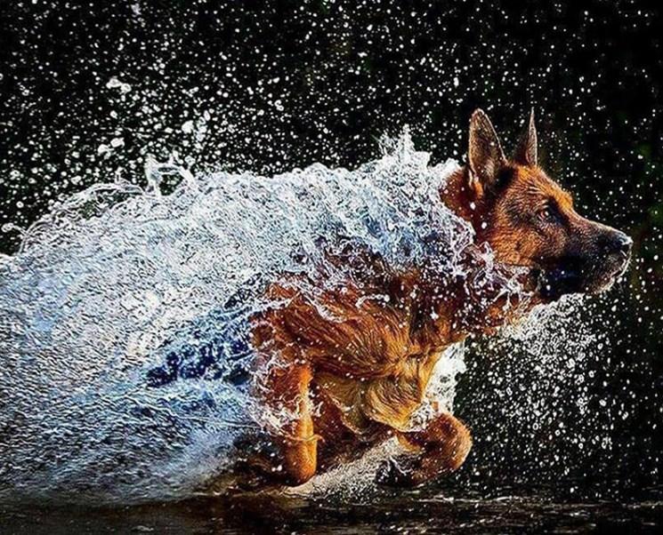 German Shepherd Running in Water - diamond-painting-bliss.myshopify.com