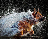 German Shepherd Running in Water - diamond-painting-bliss.myshopify.com