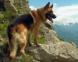 German Shepherd on the Mountains - diamond-painting-bliss.myshopify.com