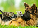 German Shepherd with Cute Kittens - diamond-painting-bliss.myshopify.com