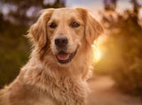 Golden Retriever Close Up Painting Kit - diamond-painting-bliss.myshopify.com
