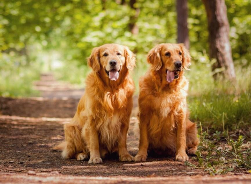 Golden Retrievers Out for Walk - diamond-painting-bliss.myshopify.com