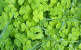 Green Garden Diamond Painting Kit - diamond-painting-bliss.myshopify.com