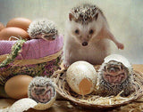 Hedgehog Eggs Hatching - diamond-painting-bliss.myshopify.com