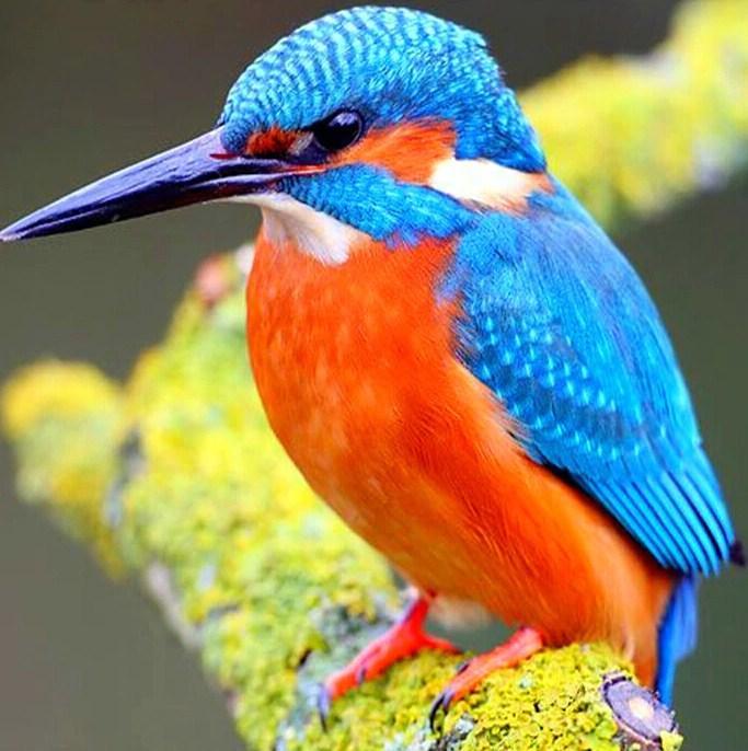 Kingfisher Diamond Painting - diamond-painting-bliss.myshopify.com