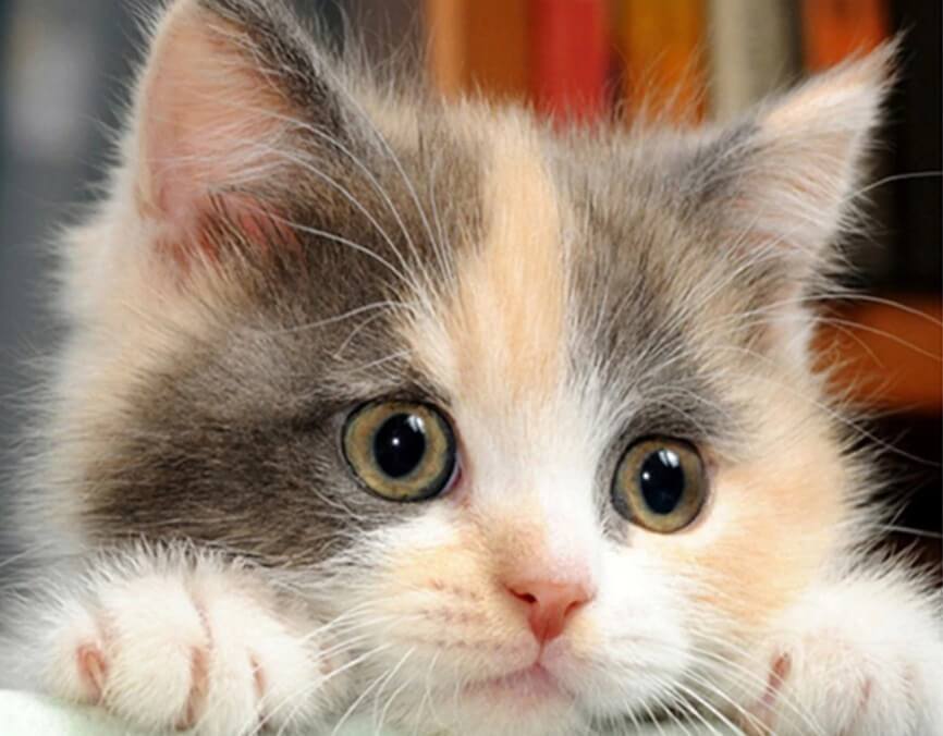 Cute Kitten Diamond Painting - diamond-painting-bliss.myshopify.com
