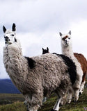 Llamas - Diamond Painting Kit - diamond-painting-bliss.myshopify.com